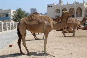 Dromedari Fotografando In Giro Per Il Mondo